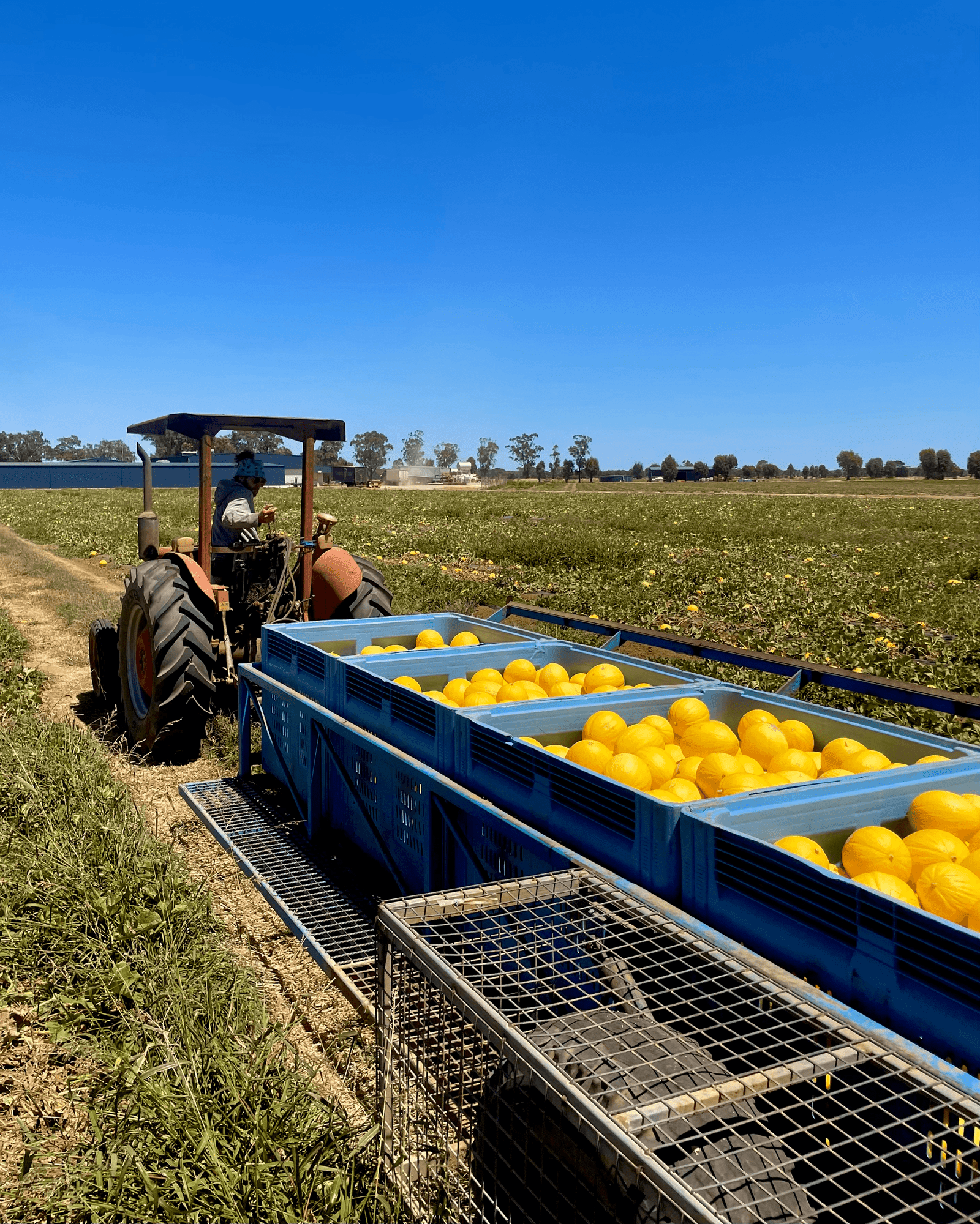 farm job Australia fruit picking